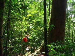 A fantastic eco-tourist destination in Vietnam travel- Phu Quoc National Park